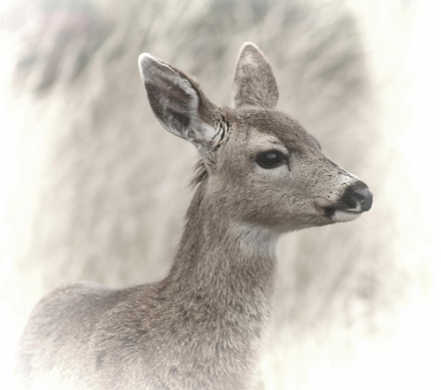 Deer Painting - Sweet Thing BW by Denise Warsalla