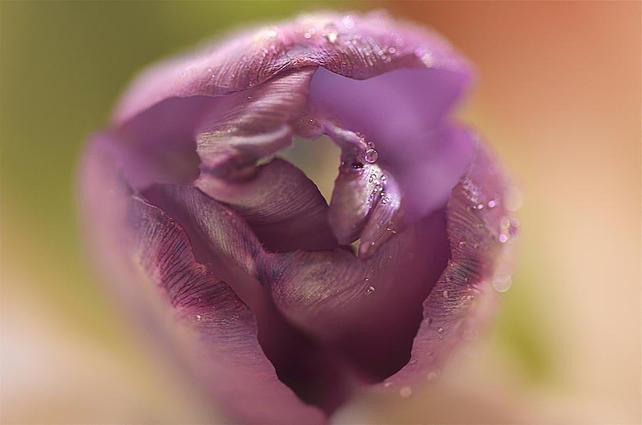 Sweet Tulip Photograph by Kay Jantzi
