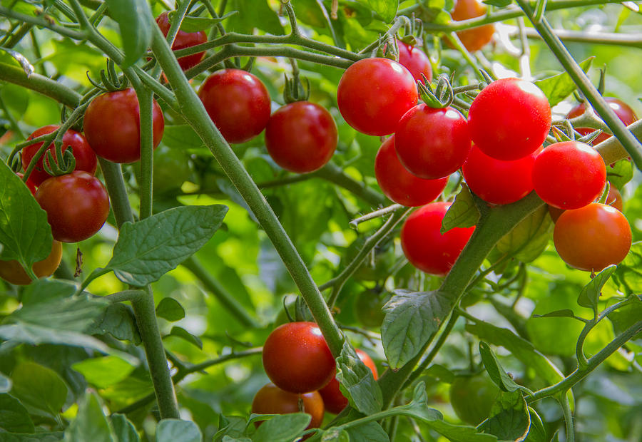 Sweet Vine Ripened Cherry Tomatoes Photograph