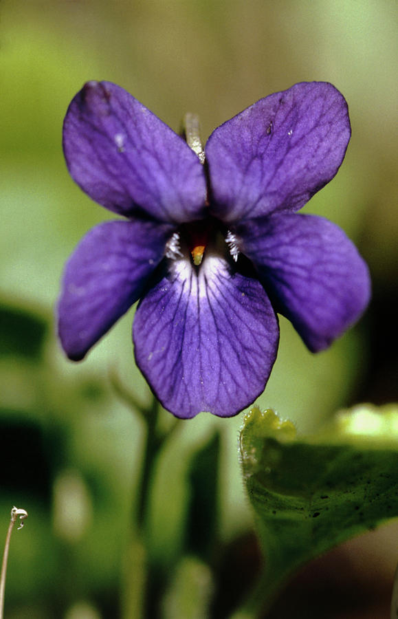 Nature Photograph - Sweet Violet by Chris Martin Bahr/science Photo Library