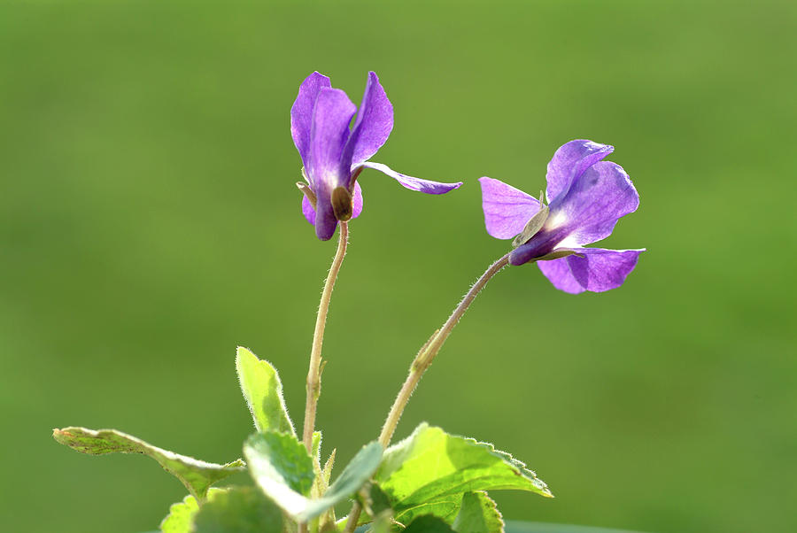 Nature Photograph - Sweet Violet Flowers (viola Odorata) by Bildagentur-online/th Foto/science Photo Library