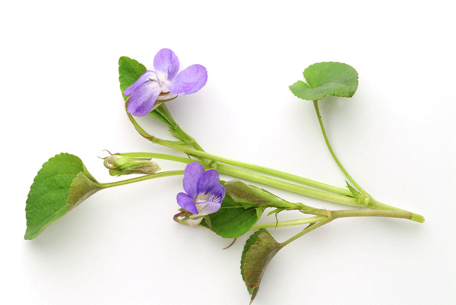 Nature Photograph - Sweet Violet (viola Odorata) by Bildagentur-online/th Foto/science Photo Library