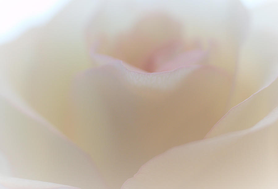 Rose Photograph - Sweet Whisper by The Art Of Marilyn Ridoutt-Greene