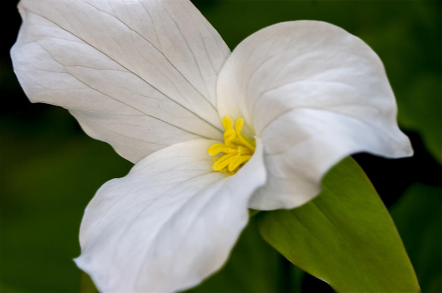 Sweet White Trillium 5 Photograph by Jack R Perry