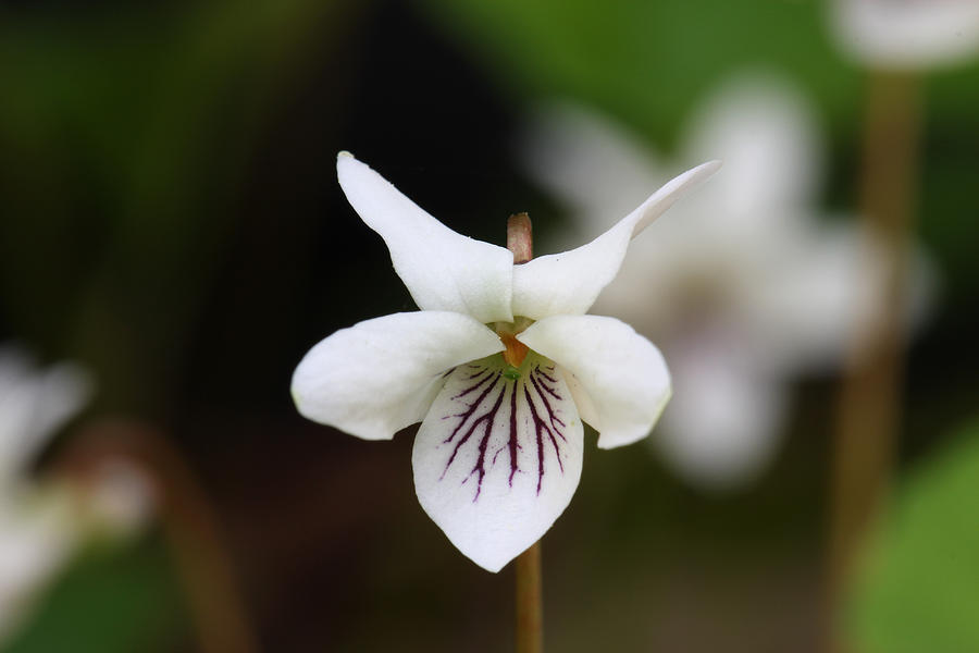Sweet White Violet Photograph by Daniel Reed