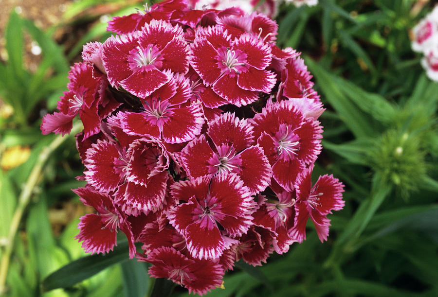 Nature Photograph - Sweet William (dianthus Barbatus) by Sally Mccrae Kuyper/science Photo Library