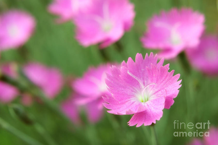 Sweet William Flower Photograph by Charline Xia