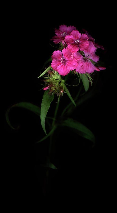 Sweet William Flower Photograph by Larry Washburn