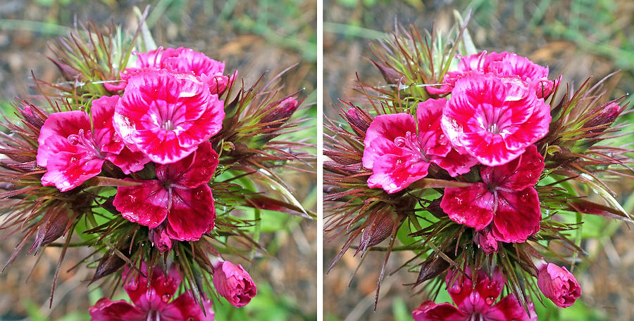 Sweet William Flowers in 3D Stereo Photograph by Duane McCullough