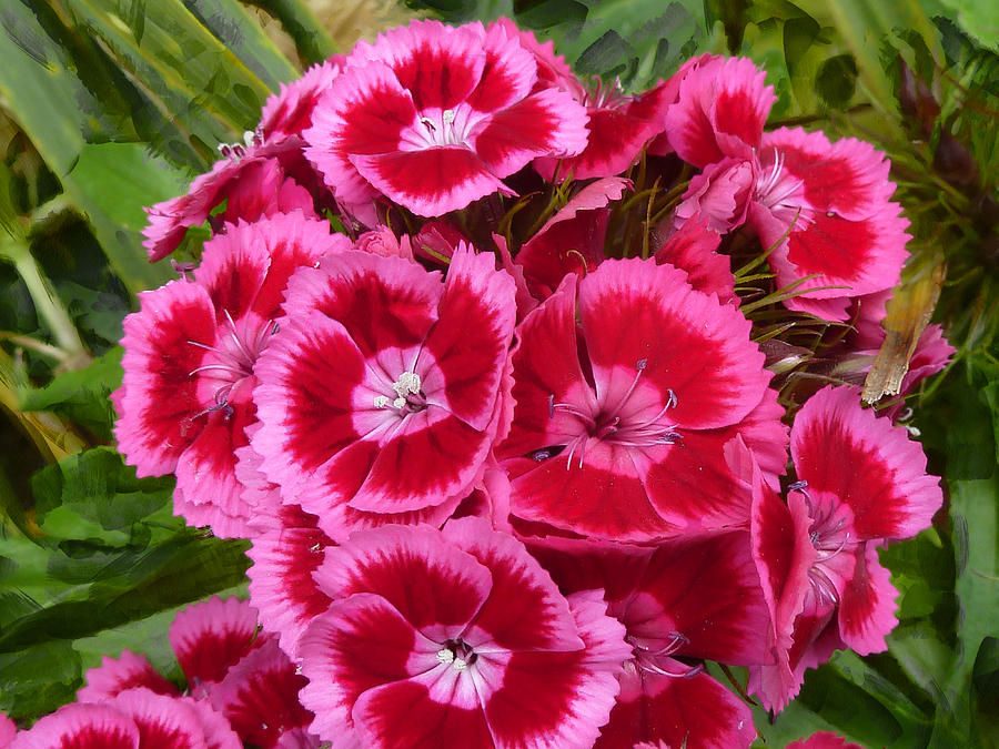 Summer Photograph - Sweet William has a Pink Eye by Steve Taylor