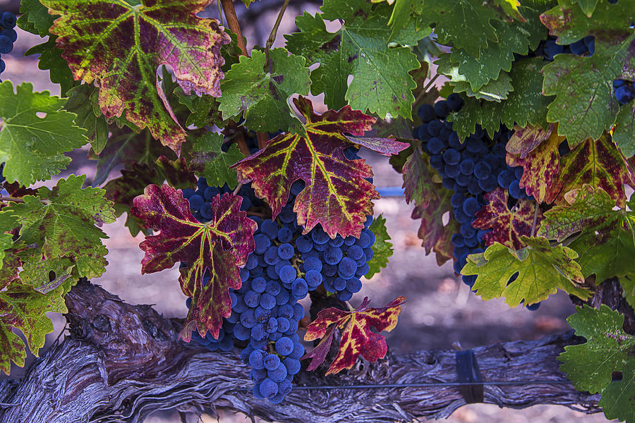 Grape Photograph - Sweet Wine Grapes by Garry Gay