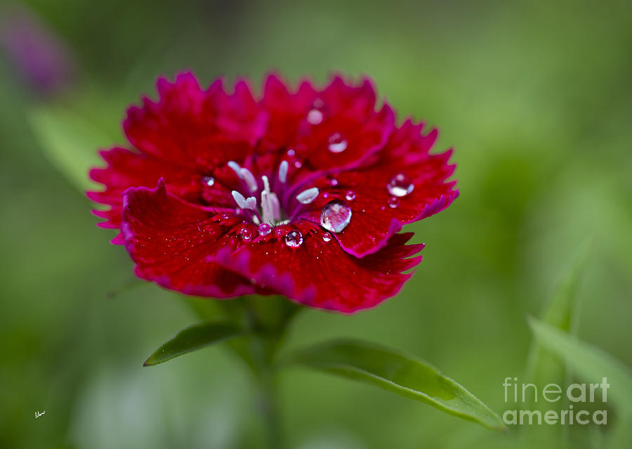 Sweet William  Photograph by Alana Ranney