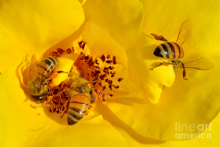 Sweet Yellow Rose and Little Busy Bees Photograph by Olga Hamilton