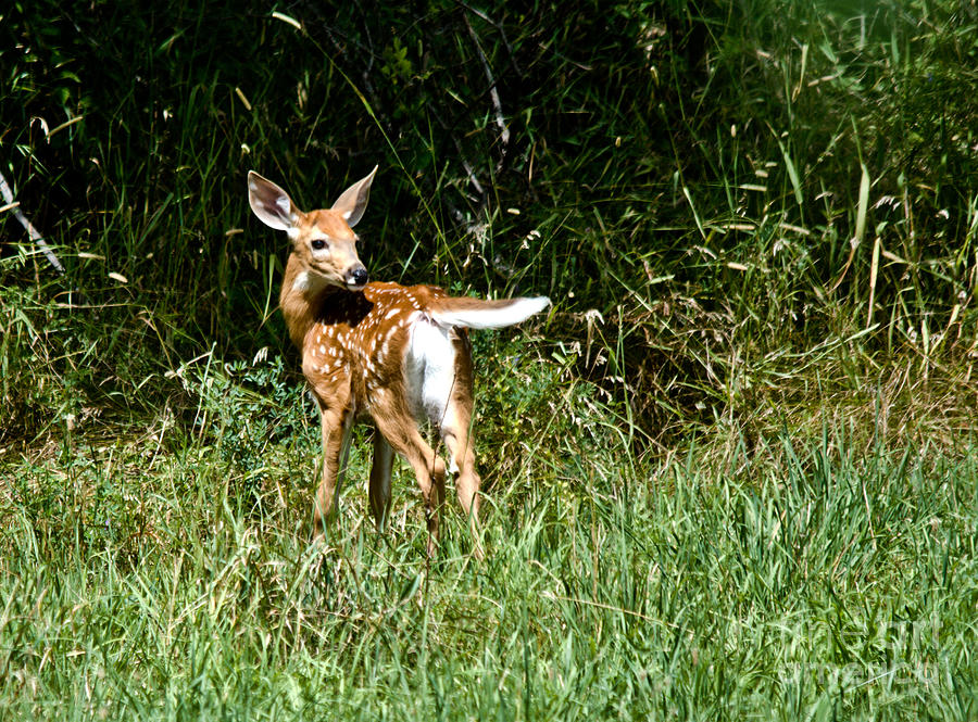 Sweet Young Deer Photograph by Cheryl Baxter