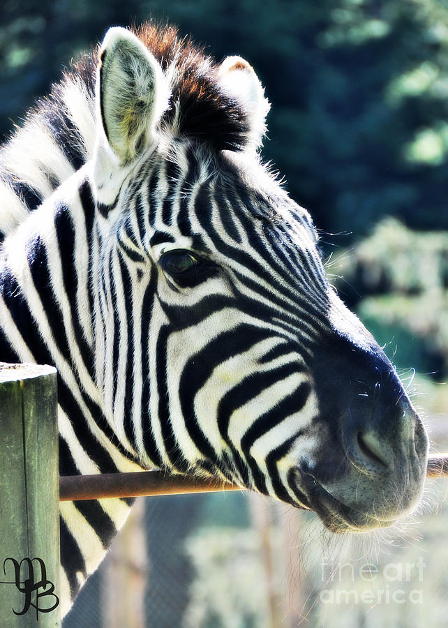 Sweet Zebra Photograph by Mindy Bench