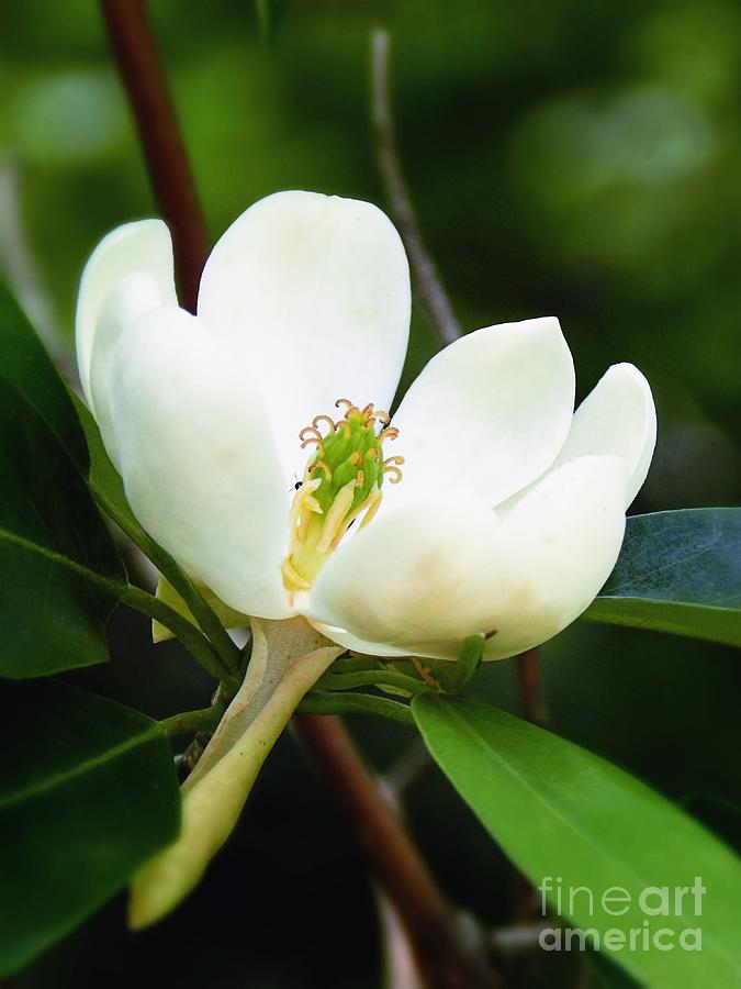 Sweetbay Magnolia Flower Photograph by Sharon Woerner