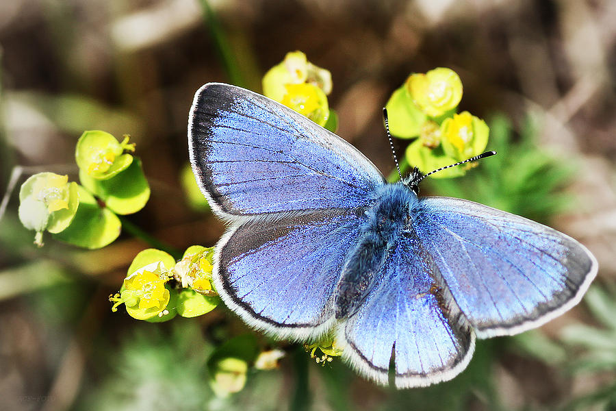 Butterfly Photograph - SweetBlue by Ann-Charlotte Fjaerevik