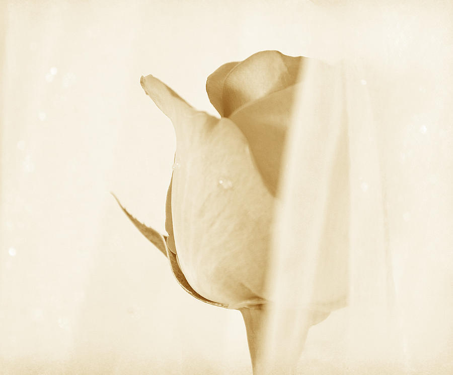 Rose Photograph - Sweetest Illusion by The Art Of Marilyn Ridoutt-Greene