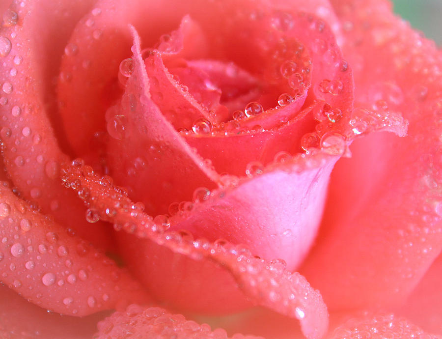 Sweetest Rose Photograph by The Art Of Marilyn Ridoutt-Greene