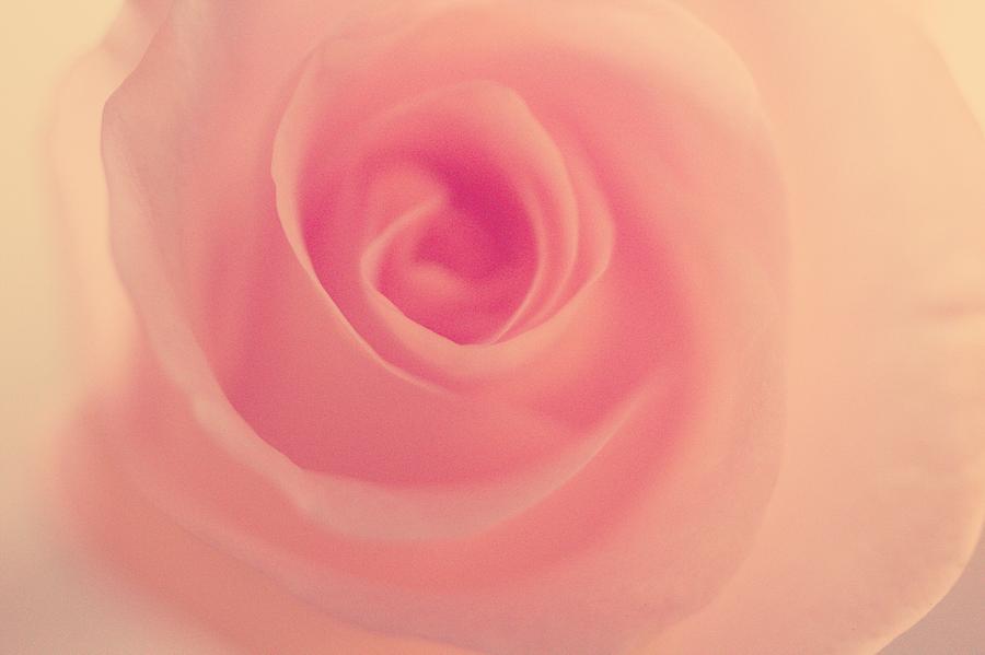 Rose Photograph - Sweetest Tenderness by The Art Of Marilyn Ridoutt-Greene