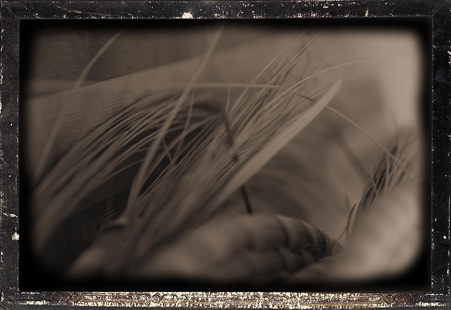 Sweetgrass III Photograph by Tometta Pouncie