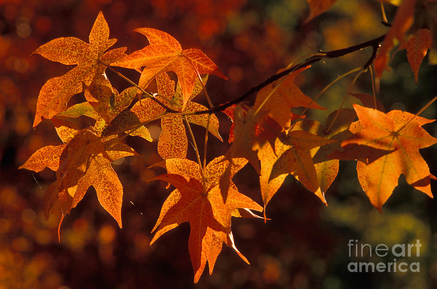 Sweetgum Leaves In Fall Photograph by Ron Sanford