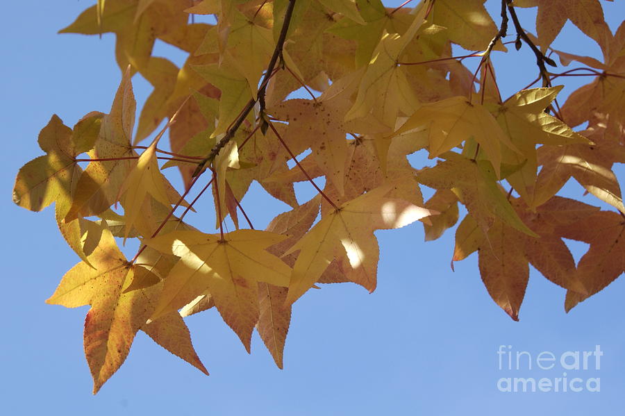 Sweetgum Leaves in Virginia in Autumn Photograph by Anna Lisa Yoder