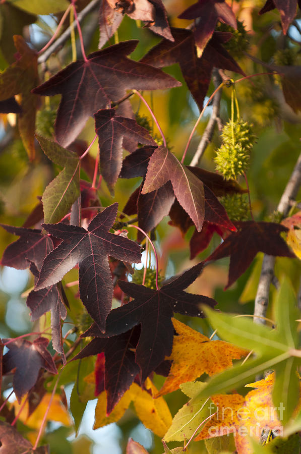 2013 Photograph - Sweetgum Leaves by Lauren Brice 2013 Photograph - Sweetgum Leaves by Lauren Brice