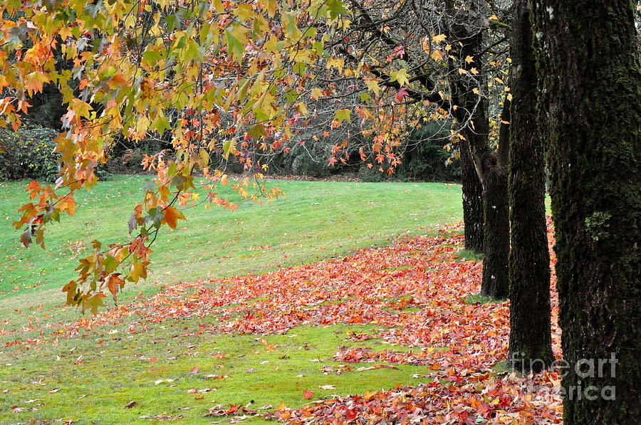 Sweetgum Trees November Beauty  3 Photograph by Tatyana Searcy