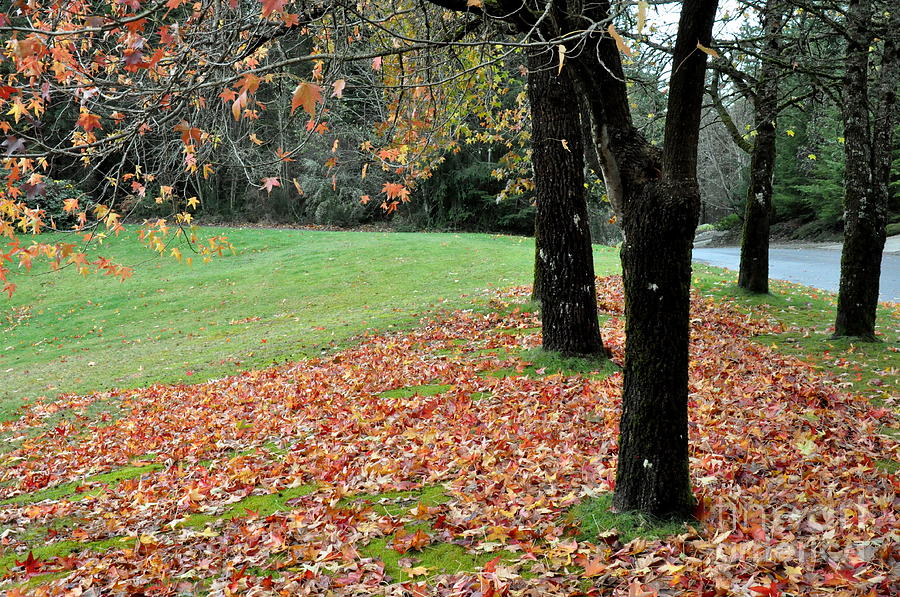 Sweetgum Trees November Beauty  4 Photograph by Tatyana Searcy