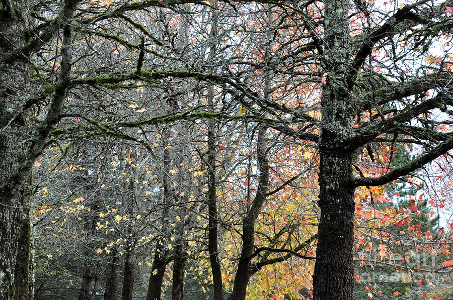 Sweetgum Trees November Beauty  6 Photograph by Tatyana Searcy