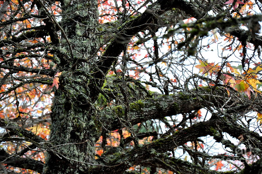Sweetgum Trees November Beauty  7 Photograph by Tatyana Searcy