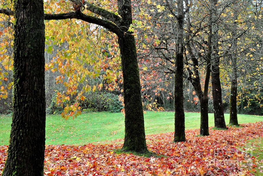 Sweetgum Trees November Beauty Photograph by Tatyana Searcy