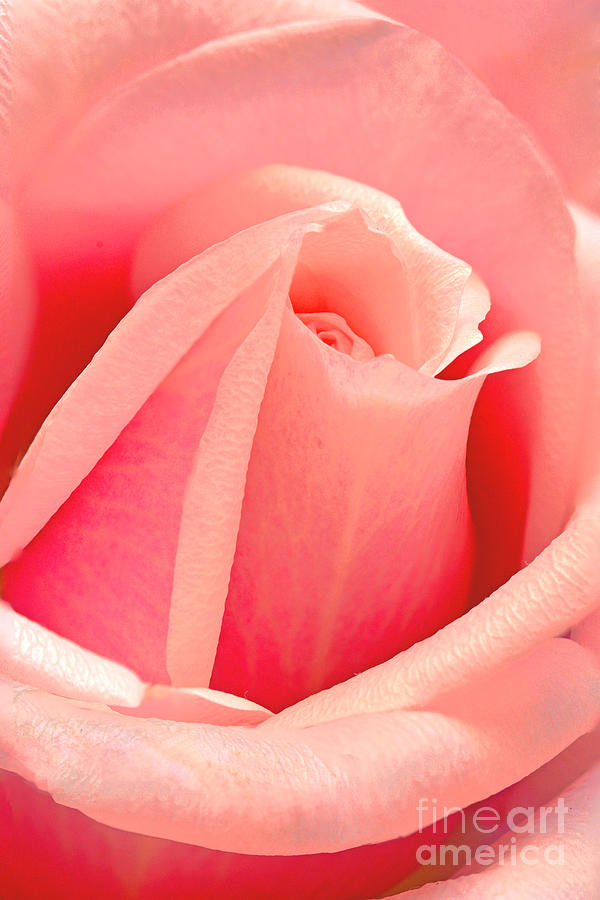 Rose Photograph - Sweetheart Pink Rosebud by Regina Geoghan