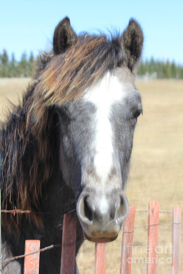 Sweetie Pie Horse Photograph by Donna L Munro