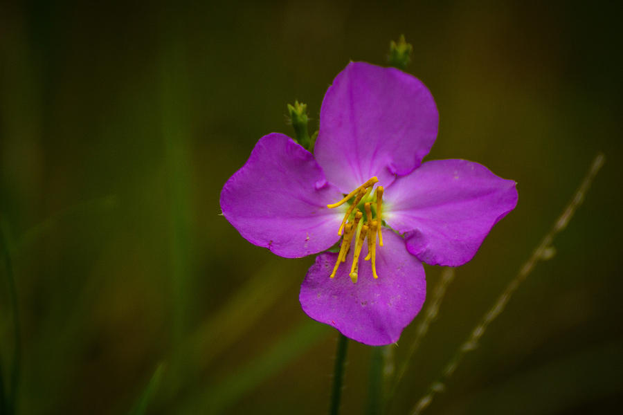 Wildflower Photograph - Sweetly by Julie Andel Wildflower Photograph - Sweetly by Julie Andel