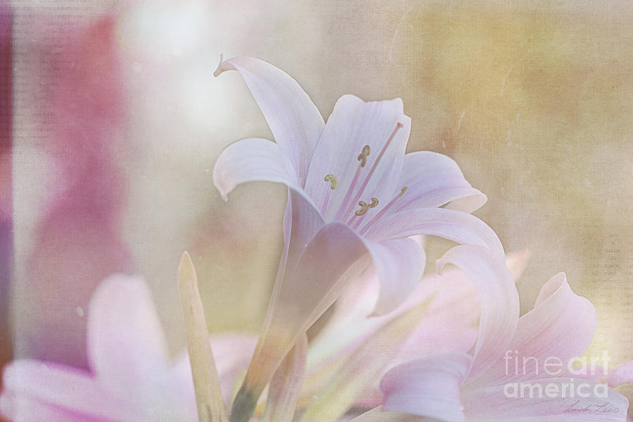 Lily Photograph - Sweetly perfumed by Linda Lees