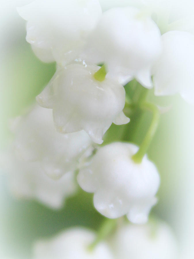 Easter Photograph - Sweetly Scented by The Art Of Marilyn Ridoutt-Greene