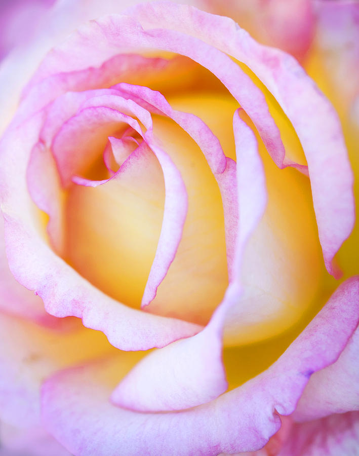 Sweetness in Pink Rose Photograph by Marilyn Hunt