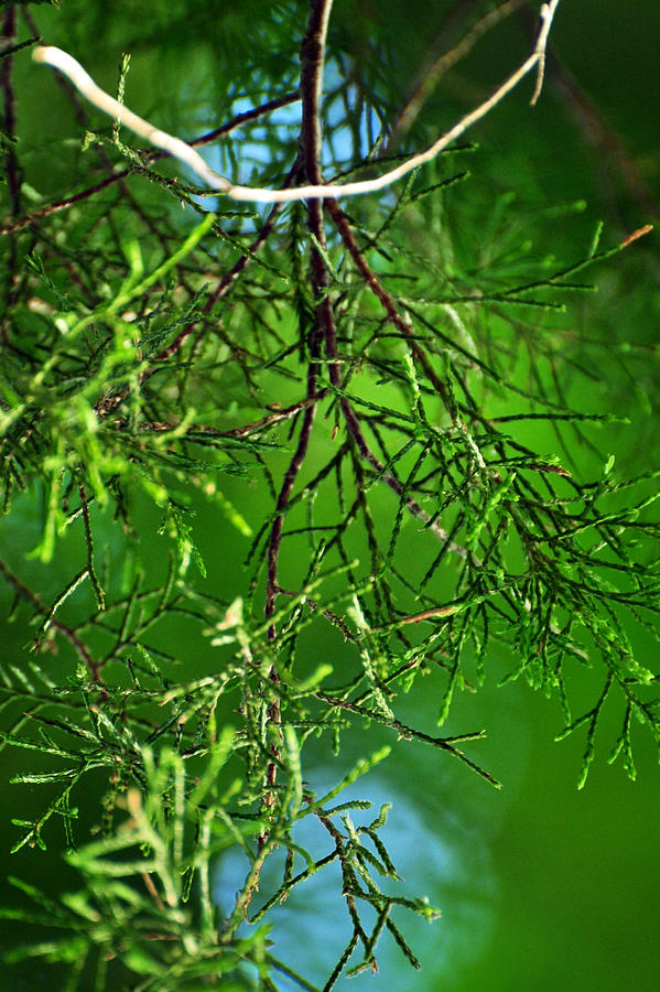 Sweetness of Cedar Photograph by Rebecca Sherman