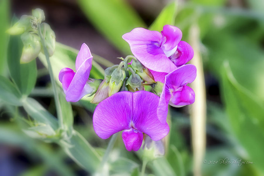 Sweetpea Flowers Photograph by Jim Thompson