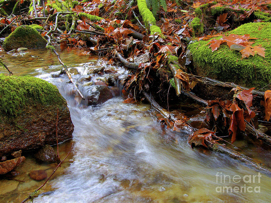 Fall Photograph - Swept Away by Sharon Talson