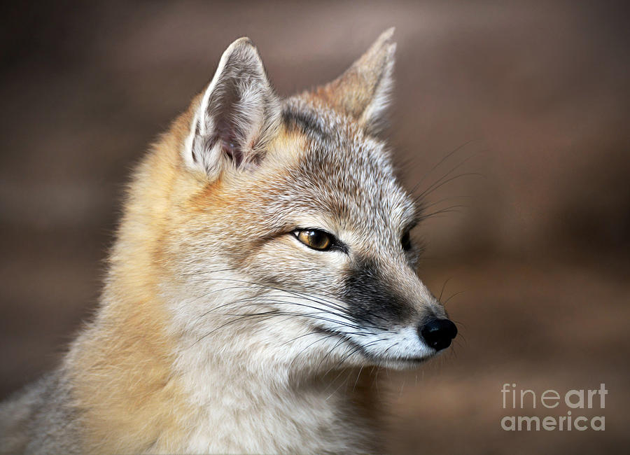 Swift Fox Photograph by Savannah Gibbs