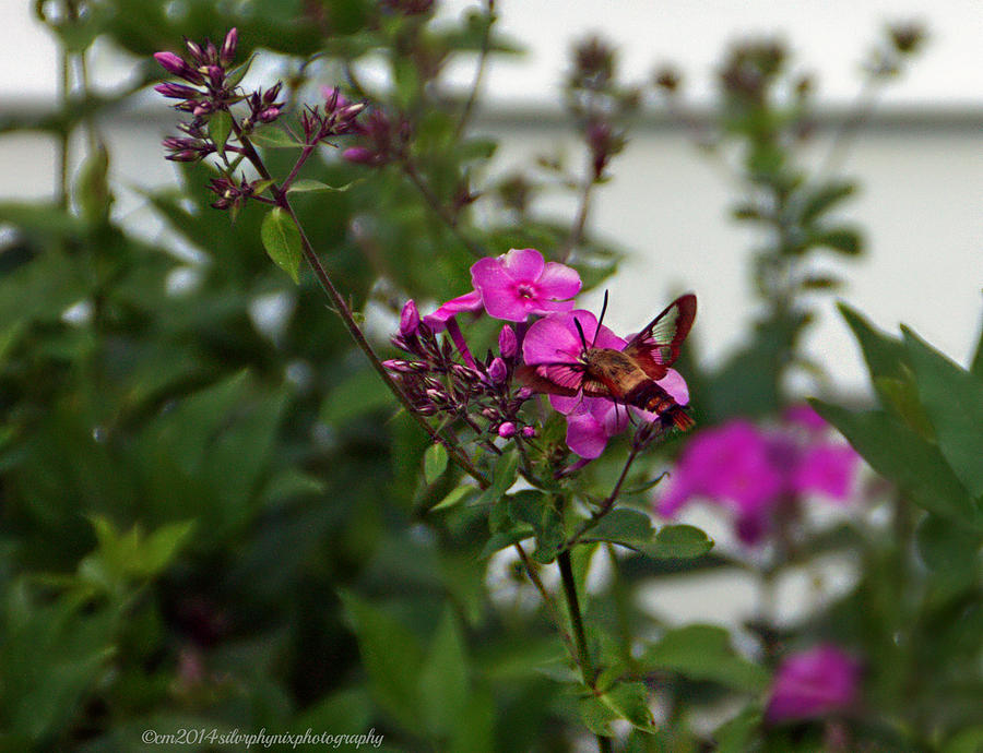 Hummingbird Moth Photograph - Swift Hover by Catherine Melvin