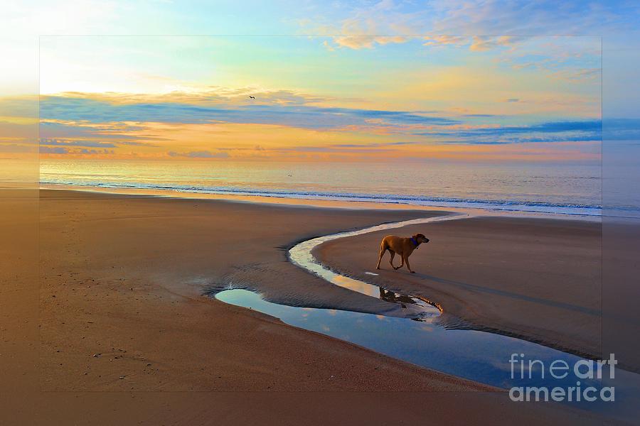 Dog Photograph - Swim the sky by Cindy Piper