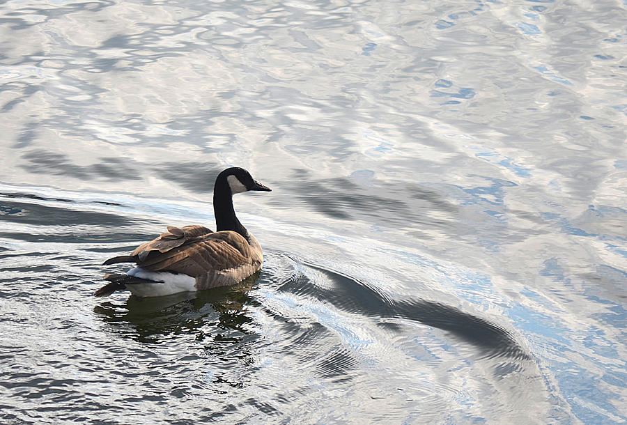 Goose Photograph - Swimmer by Dennis James