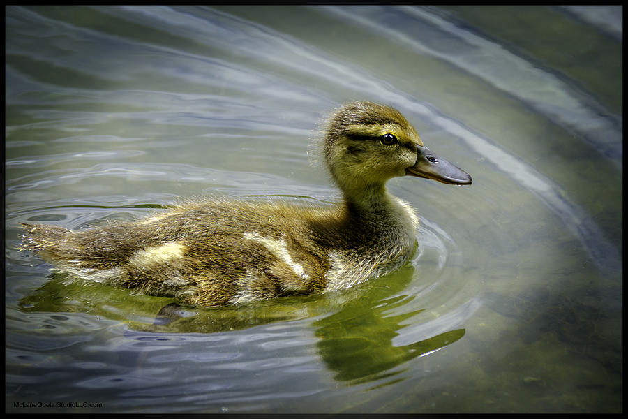 Swimmin ducky Photograph by LeeAnn McLaneGoetz McLaneGoetzStudioLLCcom