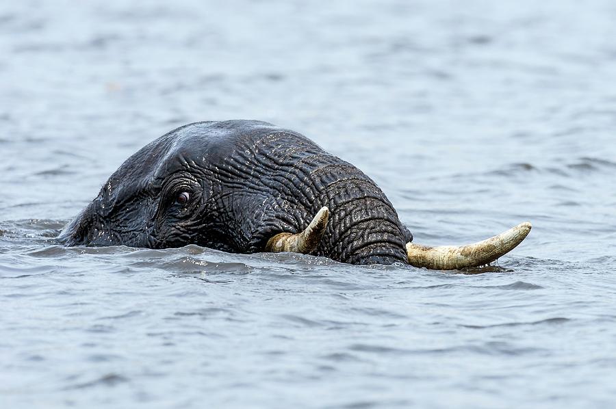 elephant swimming photography