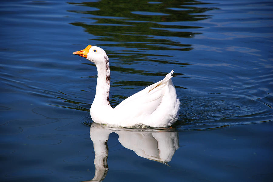 Goose Photograph - Swimming Alone by Linda Segerson