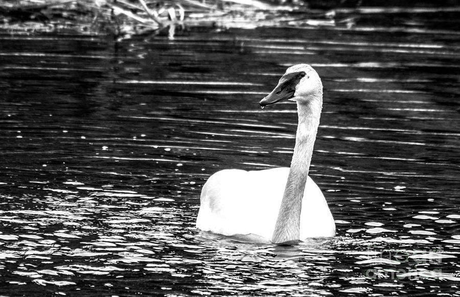 Swan Photograph - Swimming Beauty by Cheryl Baxter